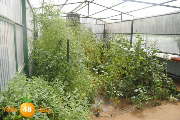 sooqelzahra2lud602 (12).JPG